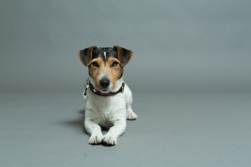 jack russell terrier