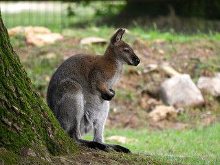 Naklejka na ściany i meble Wallaby de Bennett