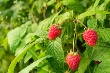  Raspberry bush with three red berries