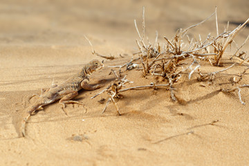 Lizard, Phrynocephalus guttatus, in the sand dunes in the evening.