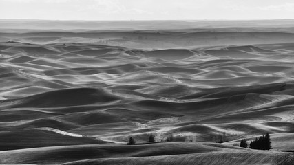 Palouse Hills Black and White