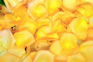 Background of beautiful fresh yellow rose petals with water drops on petals