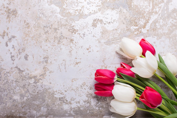 Bright red and white tulips flowers on grey textured  background.