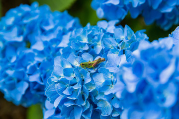 Blue Hydrangea and Locust