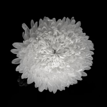 Chrysanthemum on black background, black and white color