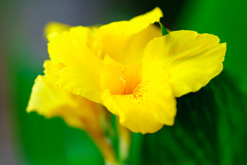 Obraz premium 花物語