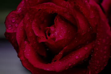 Top view and close up image on bright pink Rose and water drops on dark background for Valentine's Day. High contrast image style