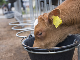 young brown calf drinks from black bucket © ahavelaar
