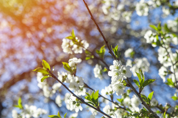 Cherry blossoms looking up into tree with bright sun shining and blue sky.