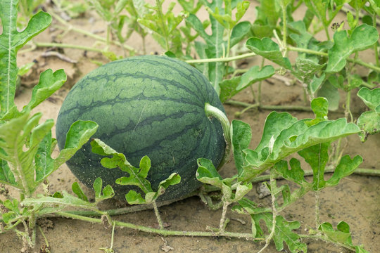 Watermelon in field.