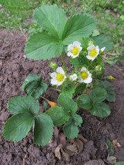 Flowering of strawberry bushes in the spring on the background of the ground