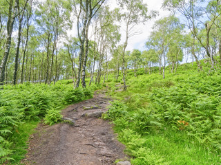 On a Derbyshire hillside, near Surprise View. a wide path strewn with rocks weaves between slender silver birch trees and lush undergrowth.