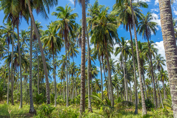 Naklejka na ściany i meble Coconut palm trees plantation in Thailand