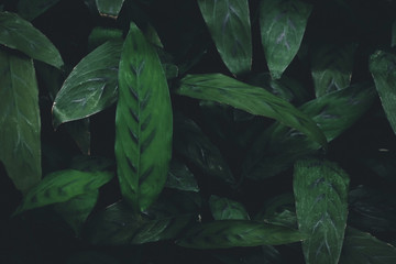 Nature green leaves in the garden. Nature concept.