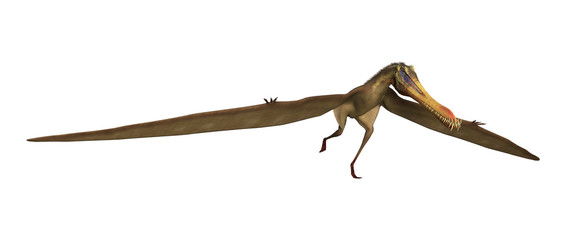 3D Rendering Pterodactyl Anhanguera on White © photosvac