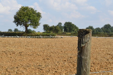 Arbre perdu dans la campagne (Tree lost in the campaing)