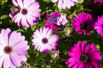 Fototapeta na wymiar Flores color intenso en pleno desarrollo.