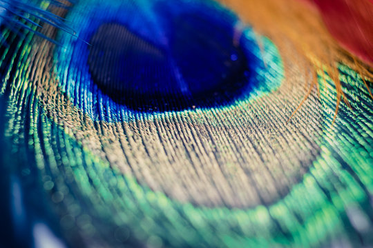 Fototapeta feather peacock on a white and copy space texture background. Concept of peace