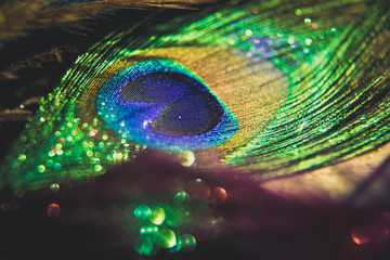 Fototapeta premium Colorful feather peacock with lights bokeh. Concept of peace
