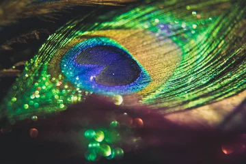 Tableaux sur verre Paon Paon de plumes colorées avec des lumières bokeh. Concept de paix