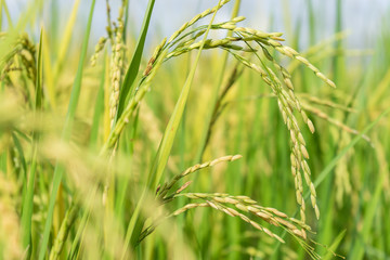 close up produce grains from rice field