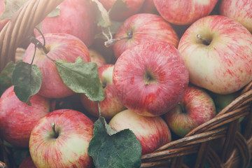 Basket with apples harvest on grass in garden, top view
