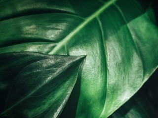 Green leaves with shadow