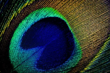 Photo sur Plexiglas Paon Détail gros plan des yeux de plume de paon