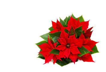 Flowers of red poinsettia (Euphorbia pulcherrima) on white background with space for text