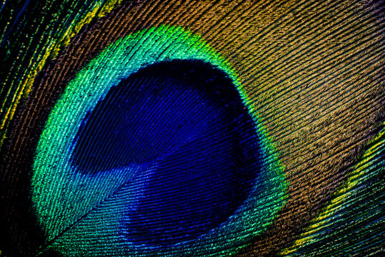 Fototapeta Detail close up of peacock feather eye