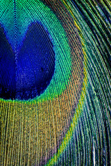 Fototapeta premium Detail close up of peacock feather eye
