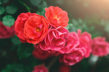 Beautiful scarlet red roses closeup. Flower background