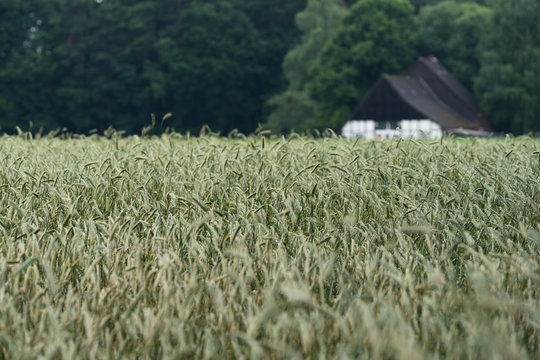 wheatfield and a house