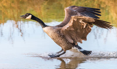 Canada goose landing © peter