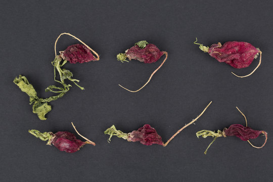 Dried little red radish vegetables on black background. Top view.
