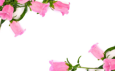 Pink flowers Campanula medium (common name: Canterbury bells, bell flower) on a white background with space for text. Top view, flat lay