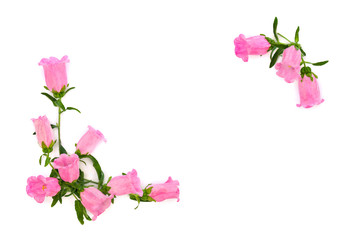 Pink flowers Campanula medium (common name: Canterbury bells, bell flower) on a white background with space for text. Top view, flat lay