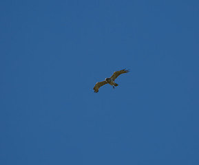 Buteo buteo flying