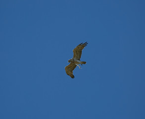 Buteo buteo flying