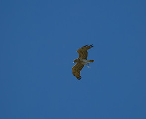 Buteo buteo flying