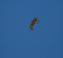 Buteo buteo flying