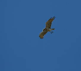 Buteo buteo flying