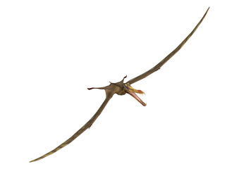 3D Rendering Pterodactyl Anhanguera on White © photosvac