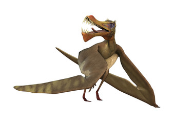3D Rendering Pterodactyl Anhanguera on White © photosvac