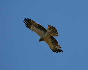 Hieraaetus pennatus flying
