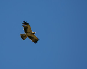 Fototapeta premium Hieraaetus pennatus flying