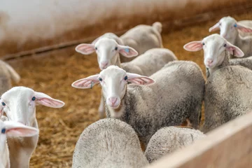 Photo sur Aluminium Moutons sheep breed Lacaune  