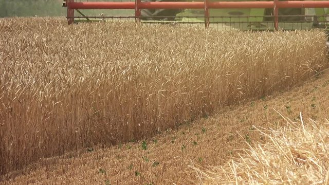 Combine harvester machine harvesting ripe wheat crops in cultivated agricultural field