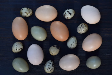 Set of different types birds eggs from chicken, pheasant and quail on a dark background.