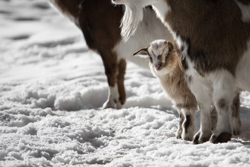 Small goat stands in the snow